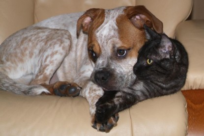 Seeblickbulls Bilderalbum Hund und Katze