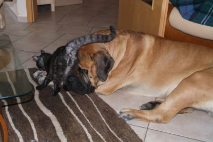 Seeblickbulls Bilderalbum Hund und Katze