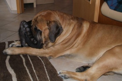 Seeblickbulls Bilderalbum Hund und Katze