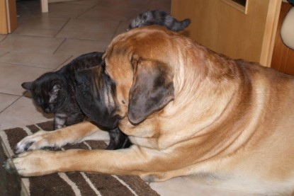 Seeblickbulls Bilderalbum Hund und Katze