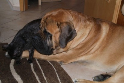 Seeblickbulls Bilderalbum Hund und Katze