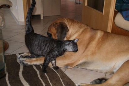 Seeblickbulls Bilderalbum Hund und Katze