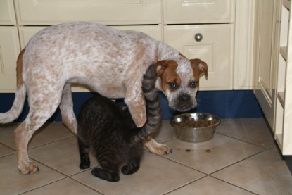 Seeblickbulls Bilderalbum Hund und Katze