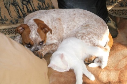 Seeblickbulls Bilderalbum Hund und Katze