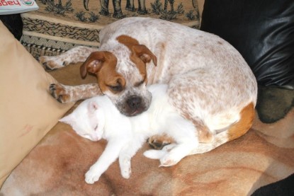 Seeblickbulls Bilderalbum Hund und Katze