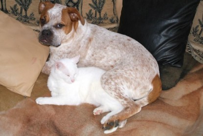 Seeblickbulls Bilderalbum Hund und Katze