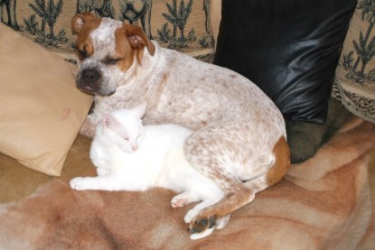 Seeblickbulls Bilderalbum Hund und Katze