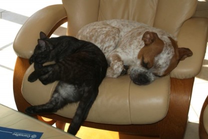 Seeblickbulls Bilderalbum Hund und Katze