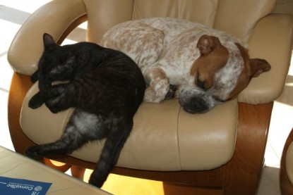 Seeblickbulls Bilderalbum Hund und Katze