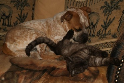 Seeblickbulls Bilderalbum Hund und Katze