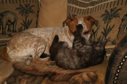 Seeblickbulls Bilderalbum Hund und Katze