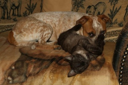 Seeblickbulls Bilderalbum Hund und Katze