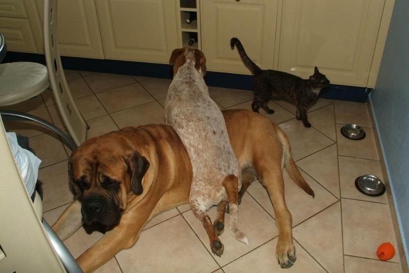 Seeblickbulls Bilderalbum Hund und Katze