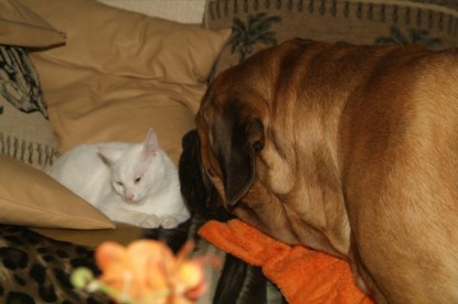 Seeblickbulls Bilderalbum Hund und Katze