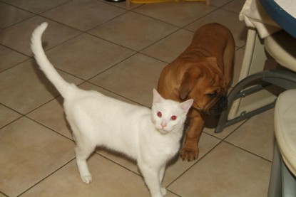 Seeblickbulls Bilderalbum Hund und Katze