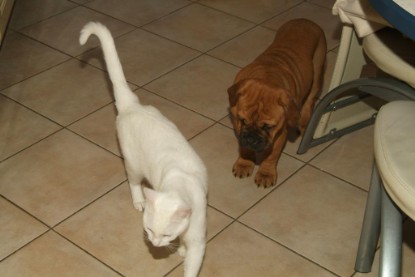 Seeblickbulls Bilderalbum Hund und Katze