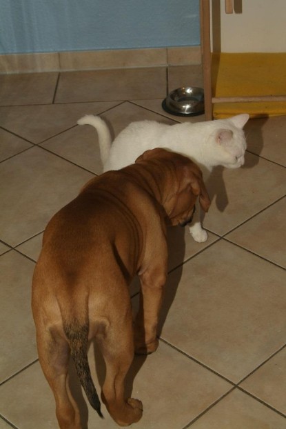 Seeblickbulls Bilderalbum Hund und Katze