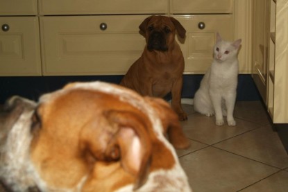 Seeblickbulls Bilderalbum Hund und Katze