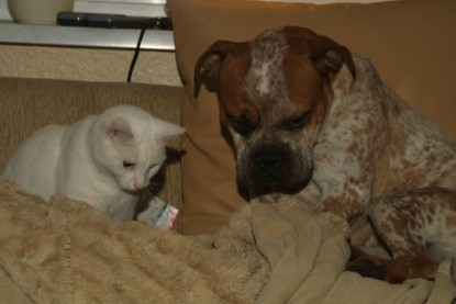 Seeblickbulls Bilderalbum Hund und Katze