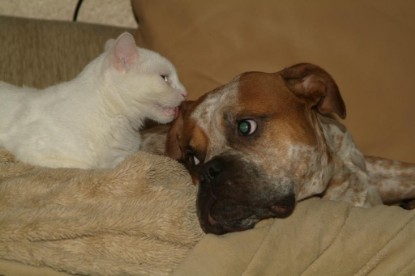 Seeblickbulls Bilderalbum Hund und Katze