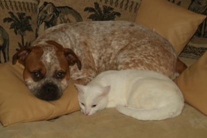 Seeblickbulls Bilderalbum Hund und Katze