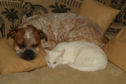 Seeblickbulls Bilderalbum Hund und Katze