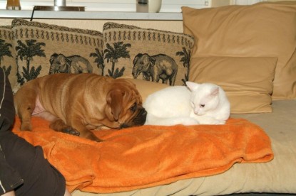 Seeblickbulls Bilderalbum Hund und Katze