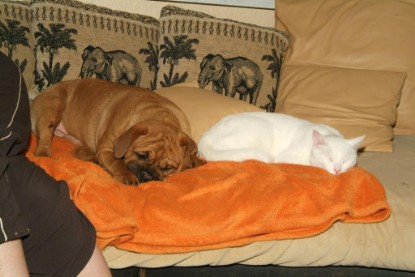 Seeblickbulls Bilderalbum Hund und Katze