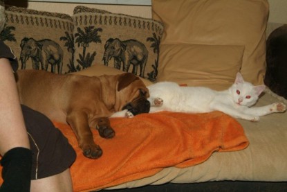 Seeblickbulls Bilderalbum Hund und Katze