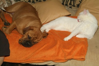 Seeblickbulls Bilderalbum Hund und Katze