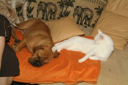 Seeblickbulls Bilderalbum Hund und Katze