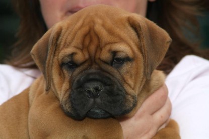 Continental Bulldog Bulldogman's Haja's Paula bei den Seeblickbulls