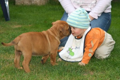 Continental Bulldog Bulldogman's Haja's Paula bei den Seeblickbulls