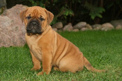 Continental Bulldog Bulldogman's Haja's Paula bei den Seeblickbulls