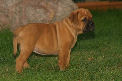 Continental Bulldog Bulldogman's Haja's Paula bei den Seeblickbulls