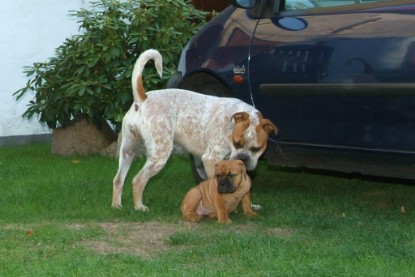 Continental Bulldog Bulldogman's Haja's Paula bei den Seeblickbulls