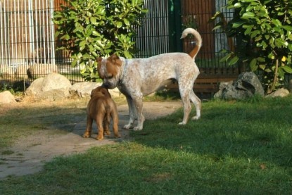 Continental Bulldog Bulldogman's Haja's Paula bei den Seeblickbulls