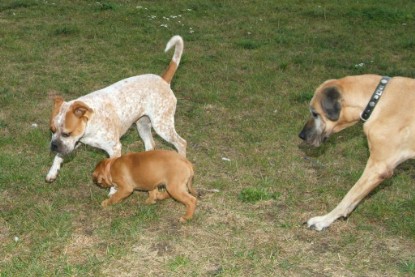 Continental Bulldog Bulldogman's Haja's Paula bei den Seeblickbulls