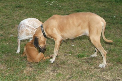 Continental Bulldog Bulldogman's Haja's Paula bei den Seeblickbulls