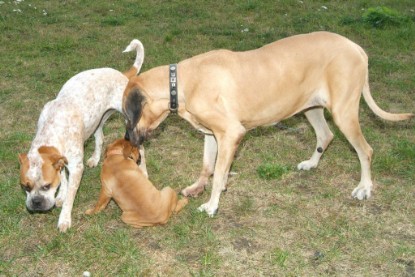 Continental Bulldog Bulldogman's Haja's Paula bei den Seeblickbulls