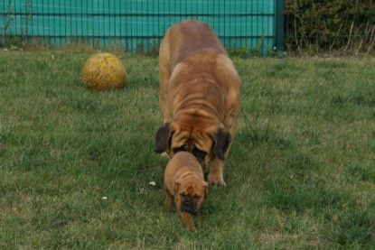 Continental Bulldog Bulldogman's Haja's Paula bei den Seeblickbulls