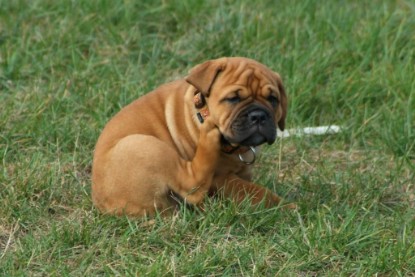 Continental Bulldog Bulldogman's Haja's Paula bei den Seeblickbulls