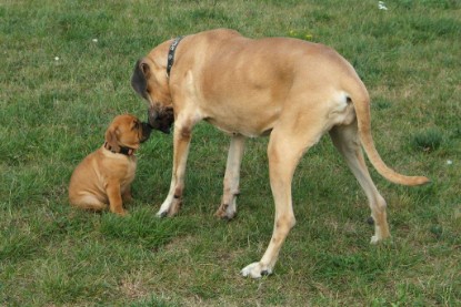 Continental Bulldog Bulldogman's Haja's Paula bei den Seeblickbulls