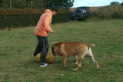 Continental Bulldog Bulldogman's Haja's Paula bei den Seeblickbulls