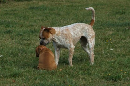 Continental Bulldog Bulldogman's Haja's Paula bei den Seeblickbulls