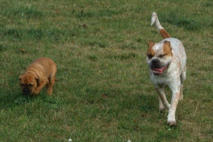 Continental Bulldog Bulldogman's Haja's Paula bei den Seeblickbulls