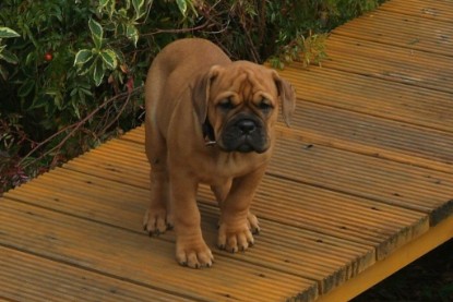 Continental Bulldog Bulldogman's Haja's Paula bei den Seeblickbulls