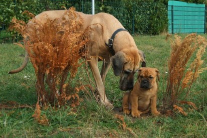 Continental Bulldog Bulldogman's Haja's Paula bei den Seeblickbulls