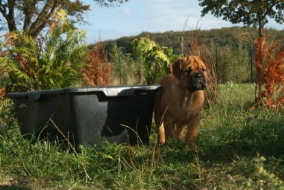 Continental Bulldog Bulldogman's Haja's Paula bei den Seeblickbulls