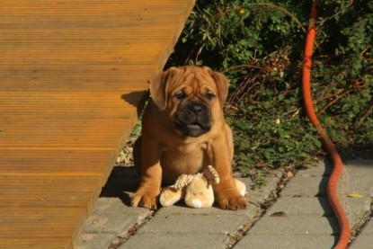 Continental Bulldog Bulldogman's Haja's Paula bei den Seeblickbulls